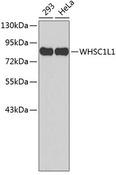 NSD3 / WHSC1L1 Antibody - Western blot analysis of extracts of various cell lines using WHSC1L1 Polyclonal Antibody.