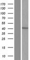 NSDHL Protein - Western validation with an anti-DDK antibody * L: Control HEK293 lysate R: Over-expression lysate