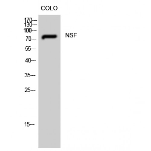 NSF Antibody - Western blot of NSF antibody