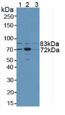 NSF Antibody - Western Blot; Sample: Lane1: Human 293T Cells; Lane2: Mouse Brain Tissue; Lane3: Mouse Testis Tissue.