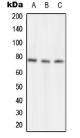 NSF Antibody - Western blot analysis of NSF expression in MCF7 (A); Raw264.7 (B); H9C2 (C) whole cell lysates.