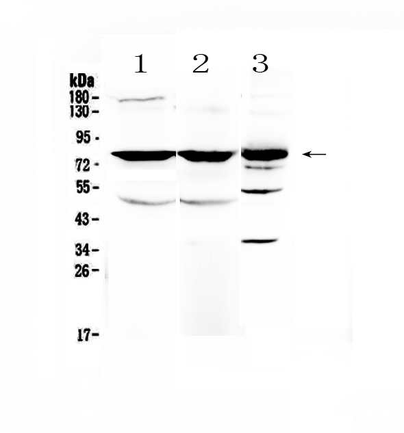 NSF Antibody - Western blot - Anti-NSF Picoband antibody