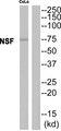 NSF Antibody - Western blot analysis of extracts from CoLo cells, using NSF antibody.