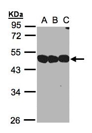 NSFL1C Antibody - Sample (30 ug whole cell lysate). A:293T, B: A431, C: H1299. 10% SDS PAGE. NSFL1C antibody diluted at 1:1000