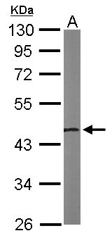NSFL1C Antibody - Sample (50 ug of whole cell lysate). A: Mouse brain. 10% SDS PAGE. NSFL1C antibody diluted at 1:1000.