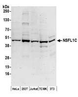 NSFL1C Antibody - Detection of human and mouse NSFL1C by western blot. Samples: Whole cell lysate (50 µg) from HeLa, HEK293T, Jurkat, mouse TCMK-1, and mouse NIH 3T3 cells prepared using NETN lysis buffer. Antibodies: Affinity purified rabbit anti-NSFL1C antibody used for WB at 0.1 µg/ml. Detection: Chemiluminescence with an exposure time of 3 minutes.