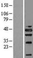 NSFL1C Protein - Western validation with an anti-DDK antibody * L: Control HEK293 lysate R: Over-expression lysate