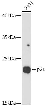 NSG1 Antibody - Western blot analysis of extracts of 293T cells using p21 Polyclonal Antibody at dilution of 1:1000.