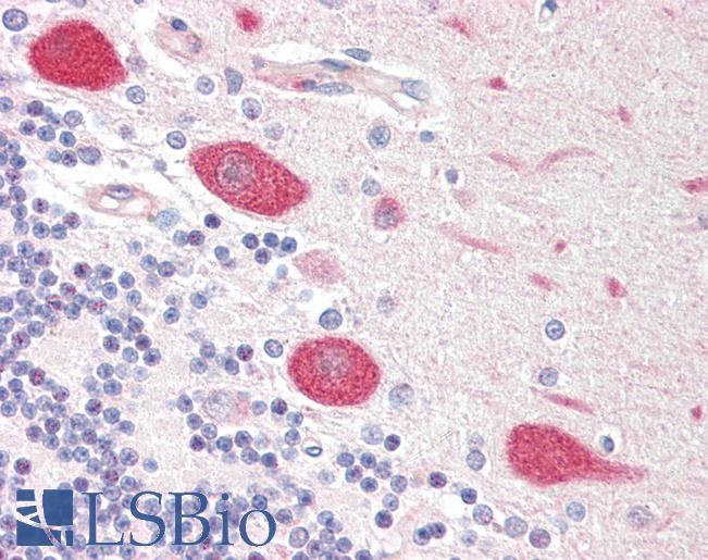 NSG1 Antibody - Human Brain, Cerebellum: Formalin-Fixed, Paraffin-Embedded (FFPE).  This image was taken for the unconjugated form of this product. Other forms have not been tested.