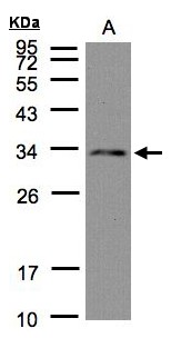 NSL1 Antibody - Sample (30 ug of whole cell lysate). A: Hep G2. 12% SDS PAGE. NSL1 antibody diluted at 1:1000