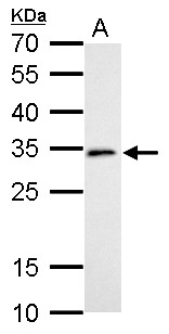 NSL1 Antibody - DC8 antibody detects NSL1 protein by Western blot analysis. A. 30 ug C8D30 whole cell lysate/extract. 12 % SDS-PAGE. DC8 antibody dilution:1:1000