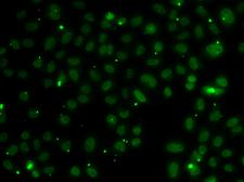 NSL1 Antibody - Immunofluorescence analysis of A549 cells.