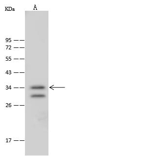 NSL1 Antibody - Anti-NSL1 rabbit polyclonal antibody at 1:500 dilution. Lane A: HepG2 Whole Cell Lysate. Lysates/proteins at 30 ug per lane. Secondary: Goat Anti-Rabbit IgG (H+L)/HRP at 1/10000 dilution. Developed using the ECL technique. Performed under reducing conditions. Predicted band size: 32 kDa. Observed band size: 34 kDa.