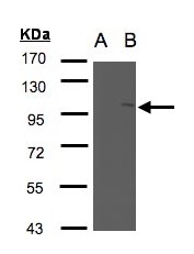 NSMAF Antibody - Western blot of NSMAF expression in transfected 293T cell line by NSMAF polyclonal antibody. A: Non-transfected lysate., B: NSMAF transfected lysate. 7.5% SDS PAGE. NSMAF antibody diluted at 1:500