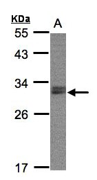NSMCE1 Antibody - Sample (30 ug whole cell lysate). A: Raji . 12% SDS PAGE. NSMCE1 antibody diluted at 1:2000