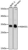 NSMCE1 Antibody - Western blot analysis of extracts of various cell lines using NSMCE1 Polyclonal Antibody at dilution of 1:1000.