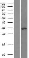 NSMCE1 Protein - Western validation with an anti-DDK antibody * L: Control HEK293 lysate R: Over-expression lysate