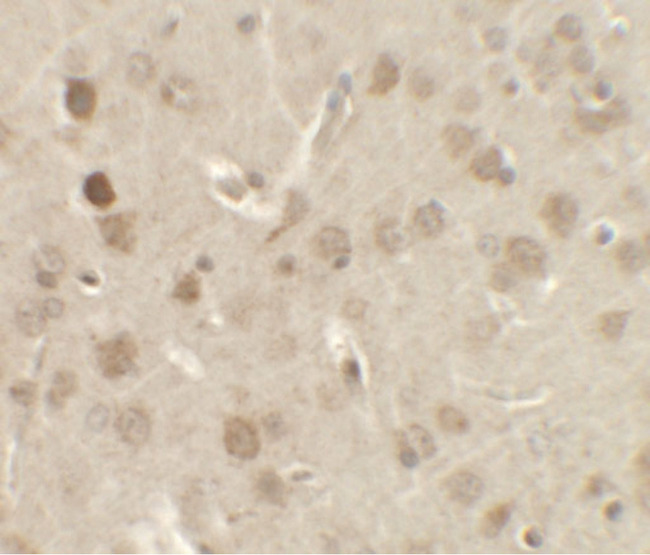 NSMF / NELF Antibody - Immunohistochemistry of NELF in rat brain tissue with NELF antibody at 2.5 ug/ml.