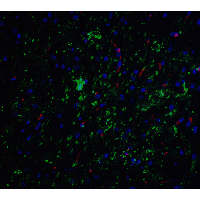 NSMF / NELF Antibody - Immunofluorescence of NELF in mouse brain tissue with NELF Antibodyat 20 µg/mL.Green: NELF antibody  Red: Phylloidin staining Blue: DAPI staining