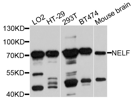 NSMF / NELF Antibody - Western blot analysis of extracts of various cell lines.