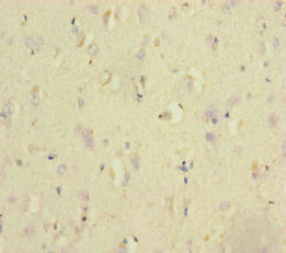 NSMF / NELF Antibody - Immunohistochemistry of paraffin-embedded human brain tissue at dilution of 1:100