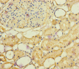 NSMF / NELF Antibody - Immunohistochemistry of paraffin-embedded human kidney tissue at dilution of 1:100