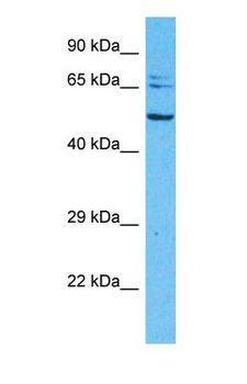 NSMF / NELF Antibody - Western blot of NSMF Antibody with human 293T Whole Cell lysate.  This image was taken for the unconjugated form of this product. Other forms have not been tested.