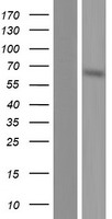 NSMF / NELF Protein - Western validation with an anti-DDK antibody * L: Control HEK293 lysate R: Over-expression lysate