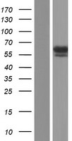 NSMF / NELF Protein - Western validation with an anti-DDK antibody * L: Control HEK293 lysate R: Over-expression lysate