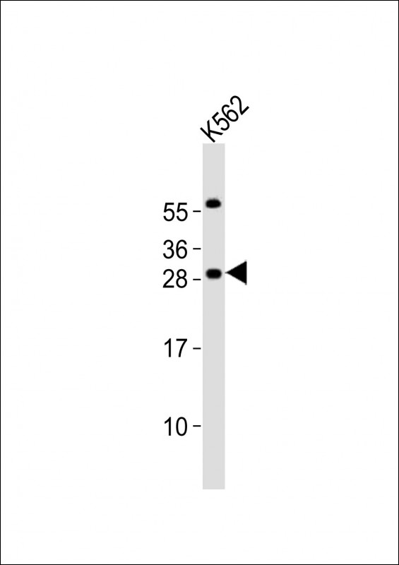 NSPC1 / PCGF1 Antibody - Anti-PCGF1 Antibody at 1:2000 dilution + K562 whole cell lysates Lysates/proteins at 20 ug per lane. Secondary Goat Anti-Rabbit IgG, (H+L), Peroxidase conjugated at 1/10000 dilution Predicted band size : 30 kDa Blocking/Dilution buffer: 5% NFDM/TBST.