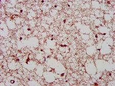 NSPC1 / PCGF1 Antibody - Immunohistochemistry image at a dilution of 1:400 and staining in paraffin-embedded human brain tissue performed on a Leica BondTM system. After dewaxing and hydration, antigen retrieval was mediated by high pressure in a citrate buffer (pH 6.0) . Section was blocked with 10% normal goat serum 30min at RT. Then primary antibody (1% BSA) was incubated at 4 °C overnight. The primary is detected by a biotinylated secondary antibody and visualized using an HRP conjugated SP system.