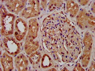 NSPC1 / PCGF1 Antibody - Immunohistochemistry image at a dilution of 1:400 and staining in paraffin-embedded human kidney tissue performed on a Leica BondTM system. After dewaxing and hydration, antigen retrieval was mediated by high pressure in a citrate buffer (pH 6.0) . Section was blocked with 10% normal goat serum 30min at RT. Then primary antibody (1% BSA) was incubated at 4 °C overnight. The primary is detected by a biotinylated secondary antibody and visualized using an HRP conjugated SP system.