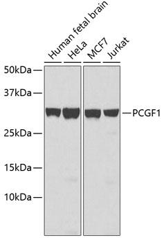 NSPC1 / PCGF1 Antibody - Western blot analysis of extracts of various cell lines using PCGF1 Polyclonal Antibody.