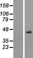 NSUN3 Protein - Western validation with an anti-DDK antibody * L: Control HEK293 lysate R: Over-expression lysate