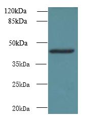 NSUN4 Antibody - Western blot. All lanes: NSUN4 antibody at 0.6 ug/ml+ 293T whole cell lysate Goat polyclonal to rabbit at 1:10000 dilution. Predicted band size: 43 kDa. Observed band size: 43 kDa.