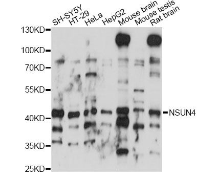 NSUN4 Antibody - Western blot analysis of extracts of various cell lines, using NSUN4 antibody at 1:1000 dilution. The secondary antibody used was an HRP Goat Anti-Rabbit IgG (H+L) at 1:10000 dilution. Lysates were loaded 25ug per lane and 3% nonfat dry milk in TBST was used for blocking. An ECL Kit was used for detection and the exposure time was 10s.