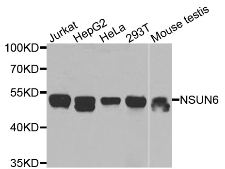 NSUN6 Antibody - Western blot analysis of extracts of various cells.