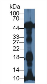 NT-proANP Antibody - Western Blot; Sample: Rat Heart lysate; Primary Ab: 1µg/ml Rabbit Anti-Mouse NT-ProANP Antibody Second Ab: 0.2µg/mL HRP-Linked Caprine Anti-Rabbit IgG Polyclonal Antibody