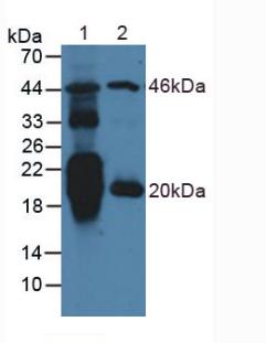 NT-proANP Antibody - Western Blot; Sample: Lane1: Rat Heart Tissue; Lane2: Mouse Heart Tissue.