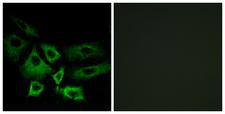 NT5C1A / CN1A Antibody - Peptide - + Immunofluorescence analysis of A549 cells, using NT5C1A antibody.