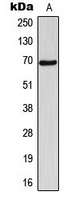 NT5C1B Antibody - Western blot analysis of NT5C1B expression in EAhy926 (A) whole cell lysates.