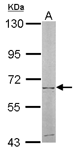 NT5C2 Antibody - Sample (50 ug of whole cell lysate). A: mouse liver. 7.5% SDS PAGE. NT5C2 antibody diluted at 1:500.