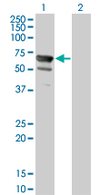 NT5C2 Antibody - Western blot of NT5C2 expression in transfected 293T cell line by NT5C2 monoclonal antibody (M02), clone 3C1.
