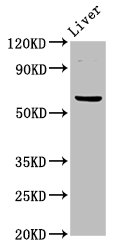 NT5C2 Antibody - Positive Western Blot detected in Mouse liver tissue. All lanes: NT5C2 antibody at 3 µg/ml Secondary Goat polyclonal to rabbit IgG at 1/50000 dilution. Predicted band size: 65, 62 KDa. Observed band size: 65 KDa