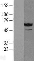 NT5C2 Protein - Western validation with an anti-DDK antibody * L: Control HEK293 lysate R: Over-expression lysate