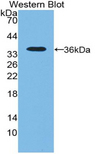 NT5C3A Antibody - Western blot of recombinant NT5C3A / p36.