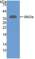NT5C3A Antibody - Western Blot; Sample: Recombinant NT5C3, Rat.