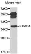 NT5C3A Antibody - Western blot analysis of extracts of mouse heart.