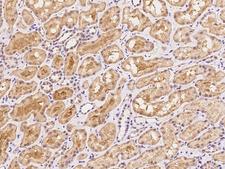 NT5C3A Antibody - Immunochemical staining of human NT5C3A in human kidney with rabbit polyclonal antibody at 1:100 dilution, formalin-fixed paraffin embedded sections.