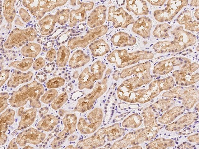 NT5C3A Antibody - Immunochemical staining of human NT5C3A in human kidney with rabbit polyclonal antibody at 1:100 dilution, formalin-fixed paraffin embedded sections.